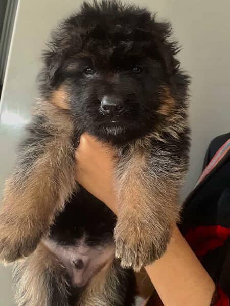 German Shepherd Long Haired Puppies - Dogs - 1070715066