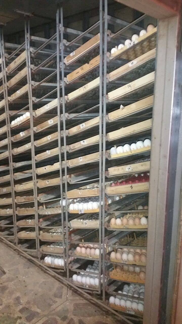 All types of eggs incubators available starting 160 eggs to 300000 egg 6