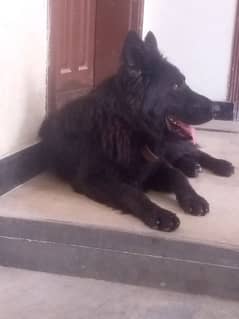 Black Coat - German Shepherd For Sale In Pakistan | Olx.Com.Pk