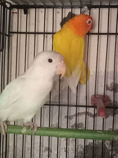 Albino Red Eye Split Female & Red Eye Latino Personata Male - Birds 