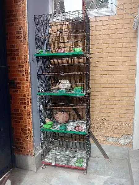 cage for sale 4 portion cage — photo 3