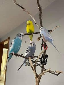 Pc