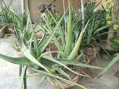Aloe Vera (home delivery available in DHA phase 8)