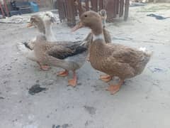 ducks 2 pair for sale