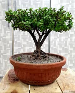mini jade drawf bonsai