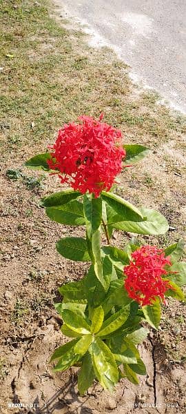 6 marla plot on Bhalwal kot momin road near superior collage