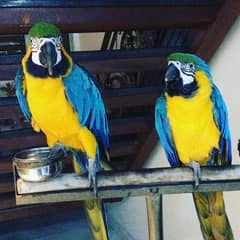 Macaw pair for sale