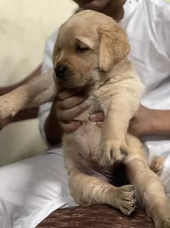 British Labrador male puppy available