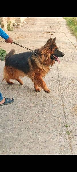 German shepherd Male Long Coat for sale 0