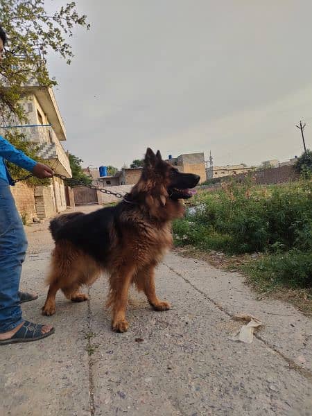 German shepherd Male Long Coat for sale 1