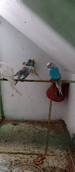 australian parrots 0