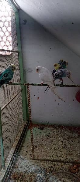 australian parrots 1