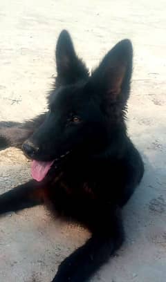 Black Coat - German Shepherd For Sale In Pakistan | Olx.Com.Pk