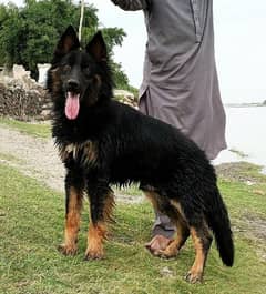 Long Coat - German Shepherd For Sale In Peshawar | Olx.Com.Pk