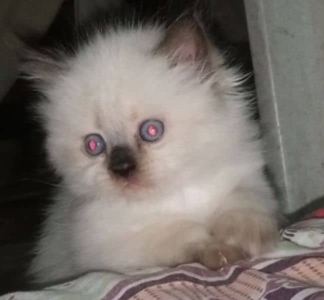 Persian triple coated kittens up for sale 5