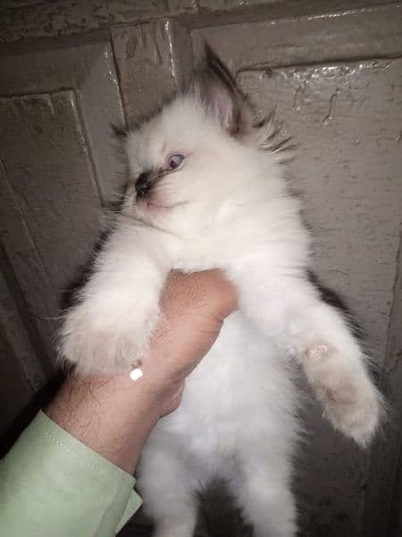 Persian triple coated kittens up for sale 6