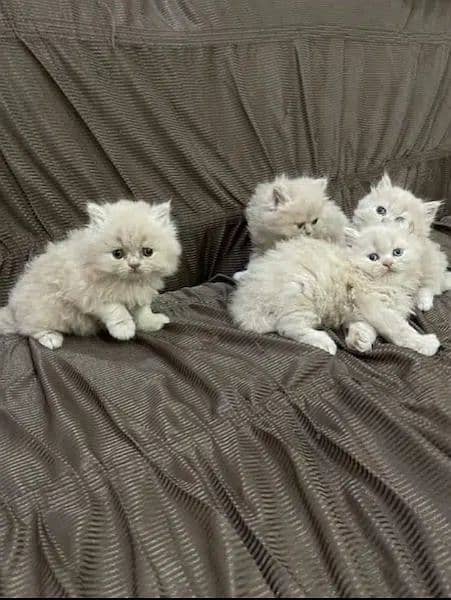 Persian triple coated kittens up for sale 7