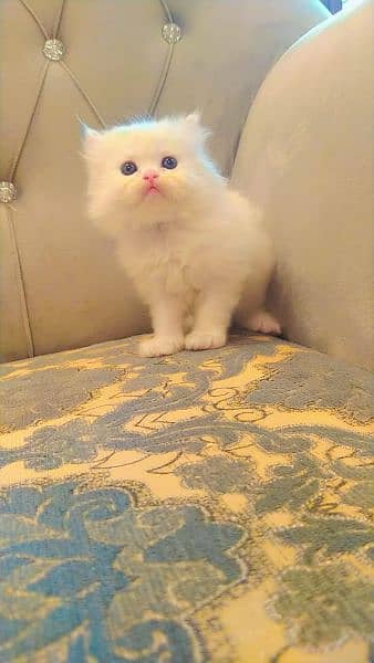 Persian triple coated kittens up for sale 8