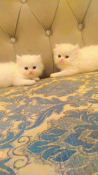 Persian triple coated kittens up for sale 9