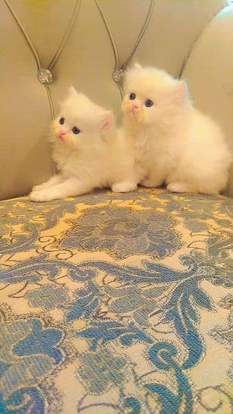 Persian triple coated kittens up for sale 10