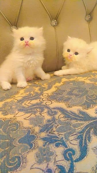 Persian triple coated kittens up for sale 11