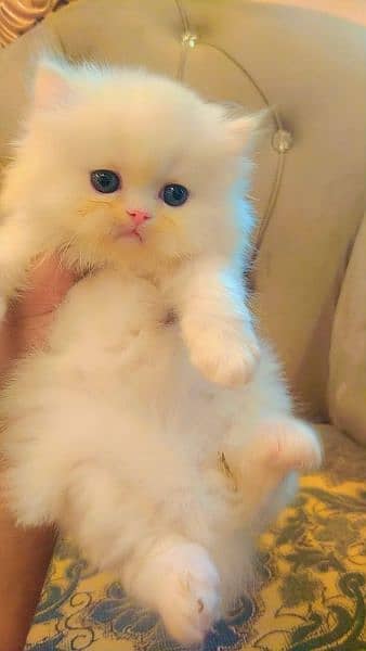 Persian triple coated kittens up for sale 12