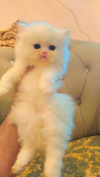 Persian triple coated kittens up for sale 13