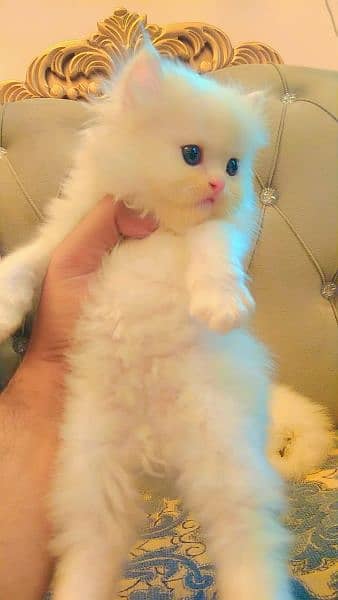 Persian triple coated kittens up for sale 14
