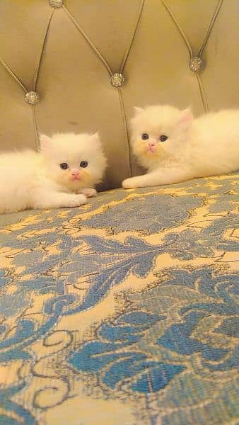 Persian triple coated kittens up for sale 15