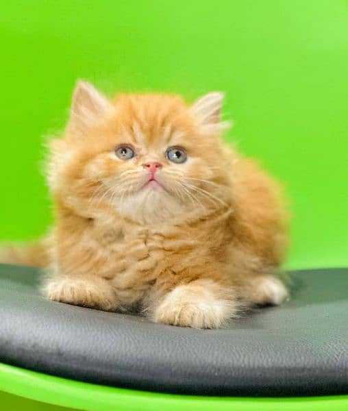 Persian triple coated kittens up for sale 17