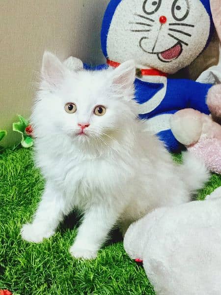 Cash On Delivery Persian Cat Babies Or Persian Kittens Available 0