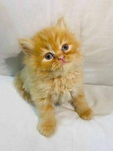 Cash On Delivery Persian Cat Babies Or Persian Kittens Available 4