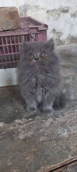 Cash On Delivery Persian Cat Babies Or Persian Kittens Available 6