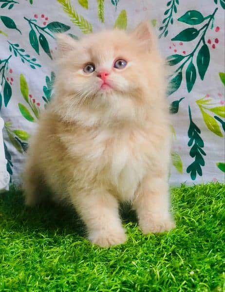 Cash On Delivery Persian Cat Babies Or Persian Kittens Available 7