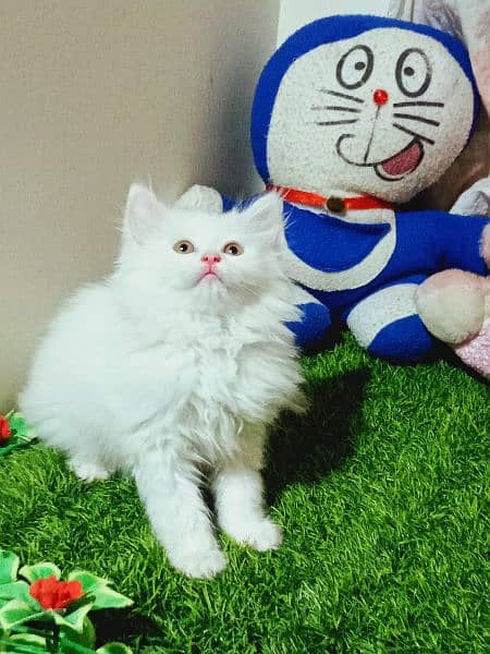 Cash On Delivery Persian Cat Babies Or Persian Kittens Available 9
