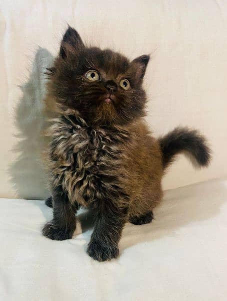 Cash On Delivery Persian Cat Babies Or Persian Kittens Available 8