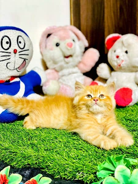 Cash On Delivery Persian Cat Babies Or Persian Kittens Available 10