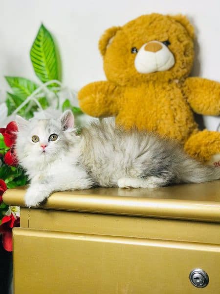 Cash On Delivery Persian Cat Babies Or Persian Kittens Available 11