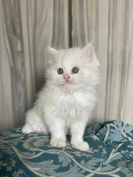 Cash On Delivery Persian Cat Babies Or Persian Kittens Available 12