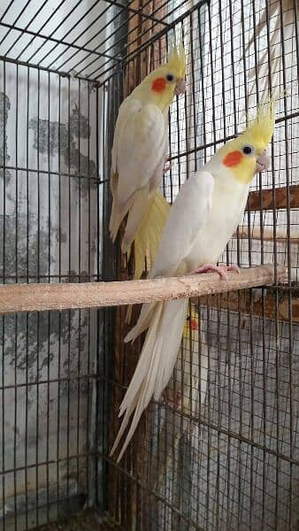common white cocktail breedar pair 1 pair price