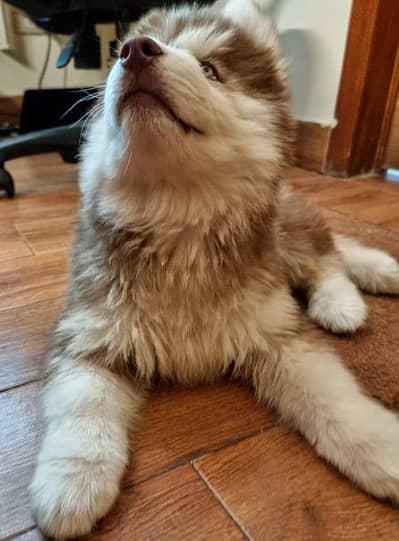 Siberian Husky