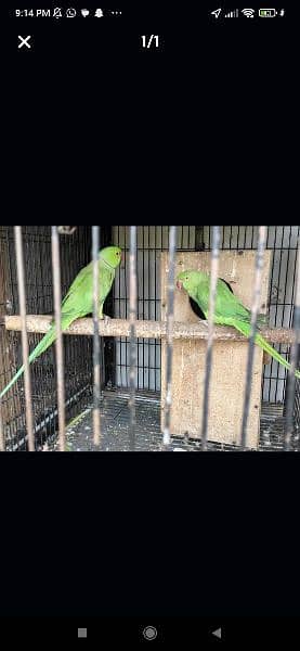 Green Ringneck breeder pairs 0