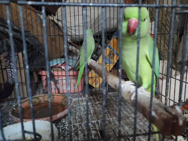 Green Ringneck breeder pairs 1