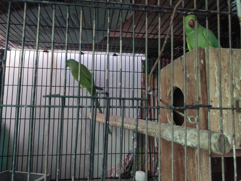 Green Ringneck breeder pairs 2