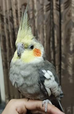 Hand Tamed Cocatiel parrot for sale