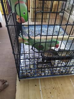 Phari parrot pair with cage