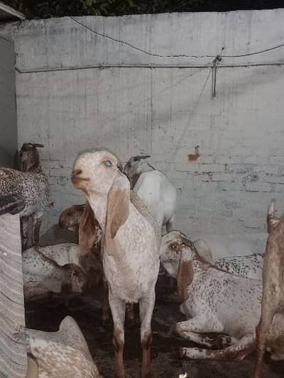 Makhi China Bakra FoR SaLe - Other Animals - 1071272986