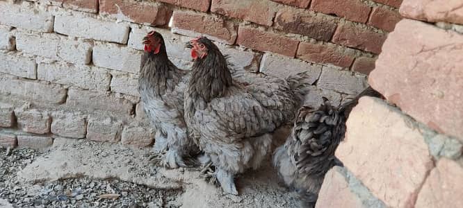 Blue Heavy Cochine Breeder Females egg laying