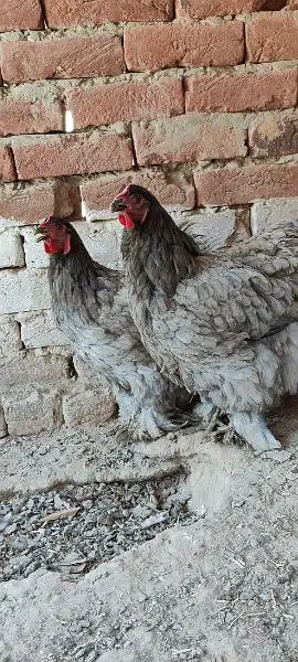 Blue Heavy Cochine Breeder Females egg laying — photo 2