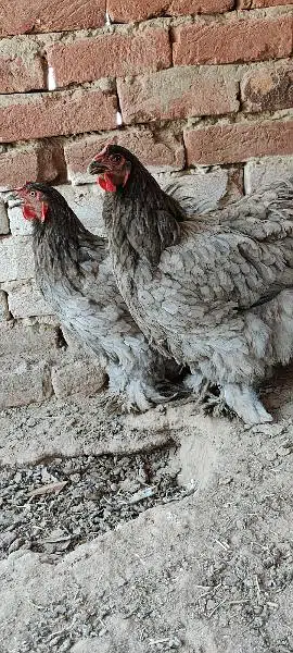 Blue Heavy Cochine Breeder Females egg laying — photo 3